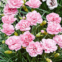 3x Bloody geranium Dianthus 'Doris' pink - Hardy plant