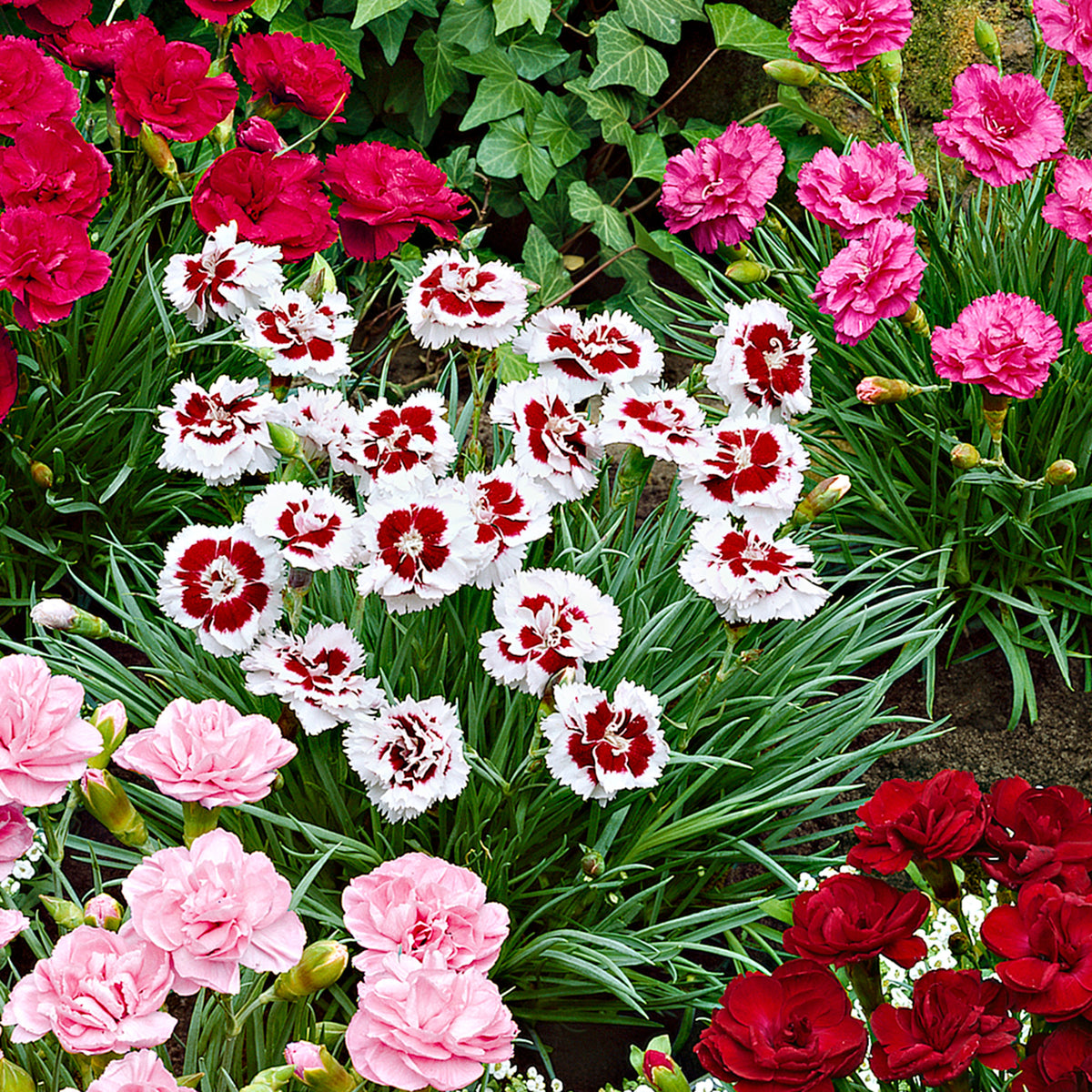 6x Garden Pinks Dianthus - Mix 'Pretty Pink' Red-White-Pink - Hardy plant