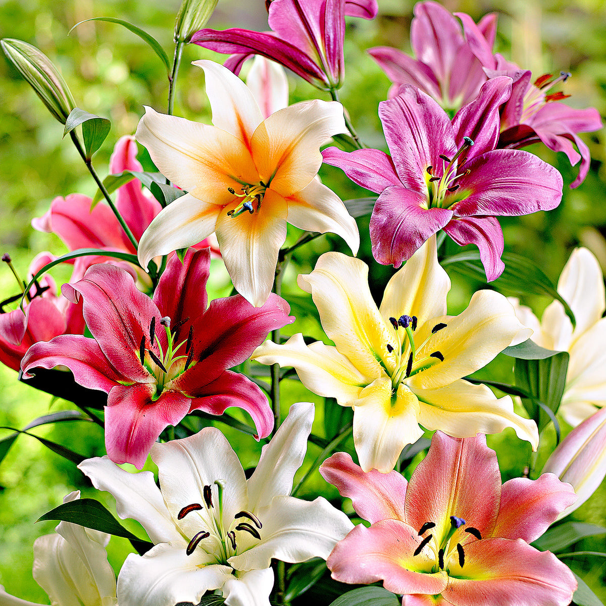 5x Lily Lilium - Mix 'Sky High'