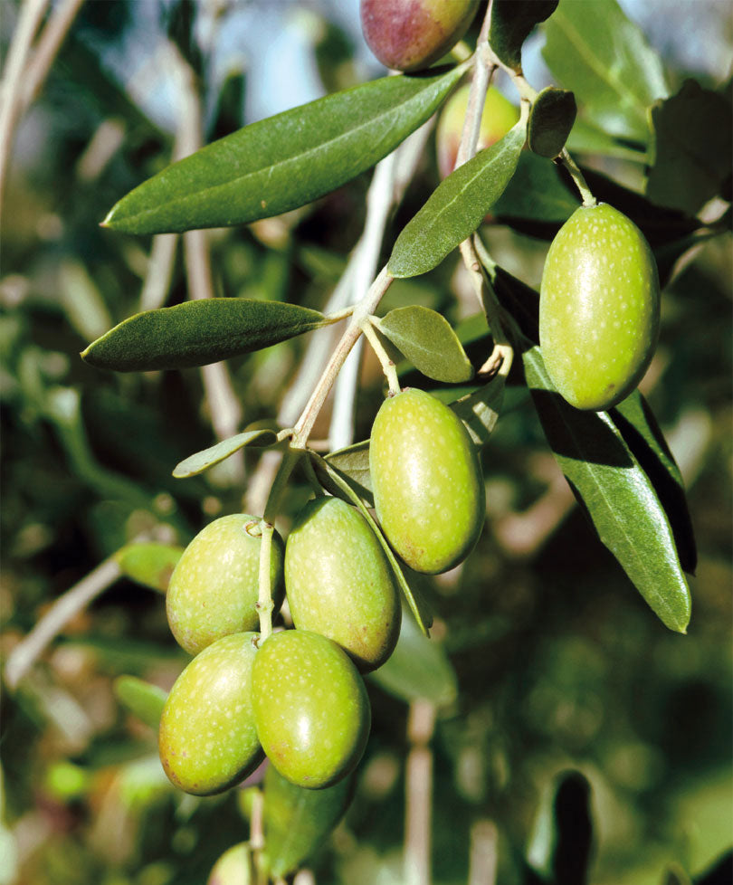 Olive tree Olea europaea 'Cipressino' incl. ceramic decorative pot in grey