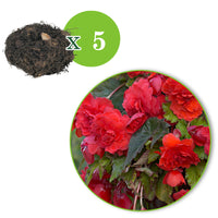 5x Begonia odorata 'Red Glory' red