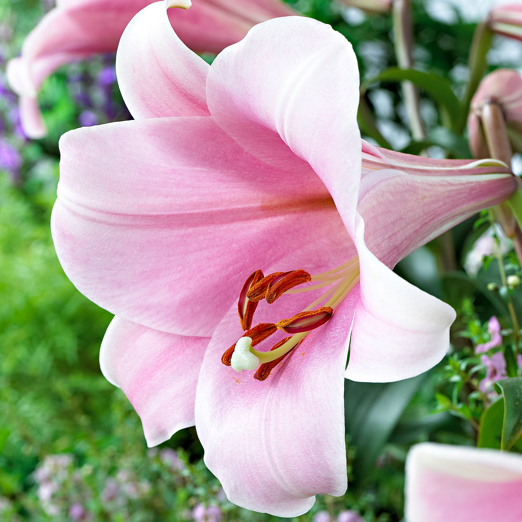 Buy 5x Lily 'Bellsong' pink | Bakker.com