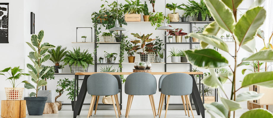 Getting creative with indoor plants