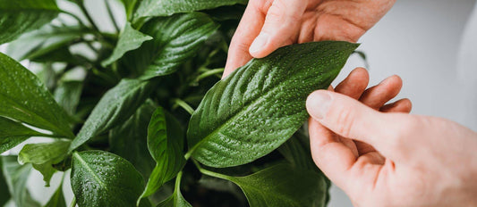 Ten things you didn't know about caring for your indoor plants
