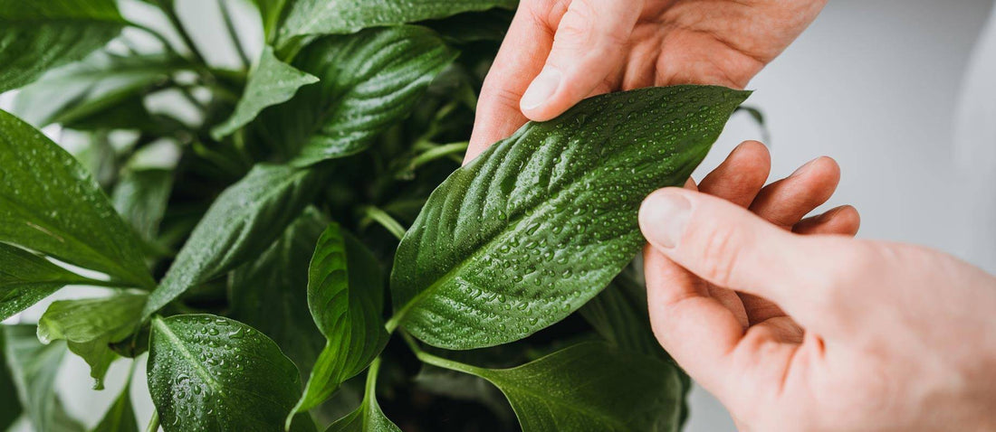 Ten things you didn't know about caring for your indoor plants