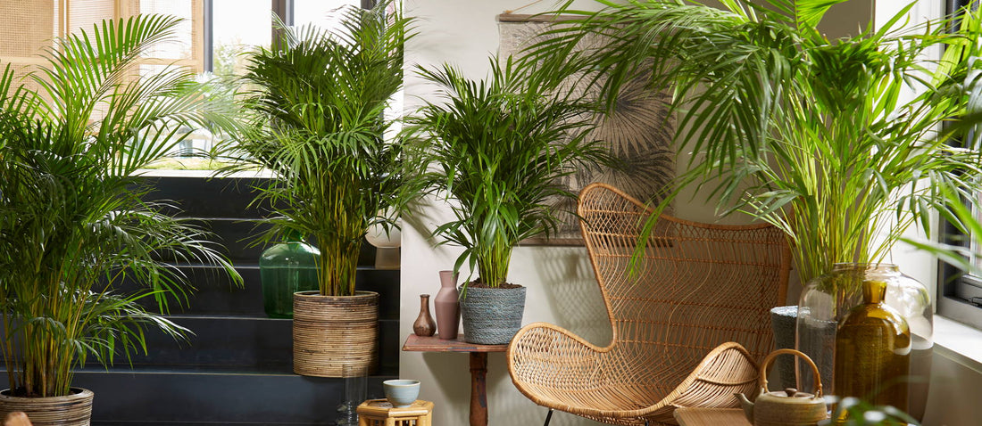 Indoor plant: Kentia palm