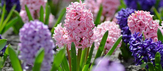 Hyacinths are charming spring flowers