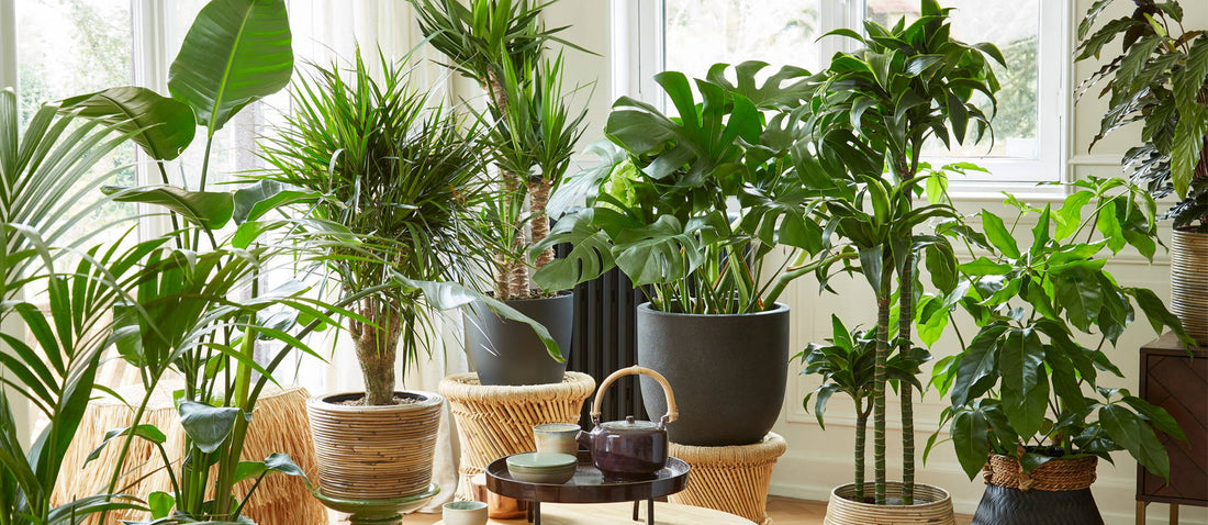 Large indoor plants: the star in any room