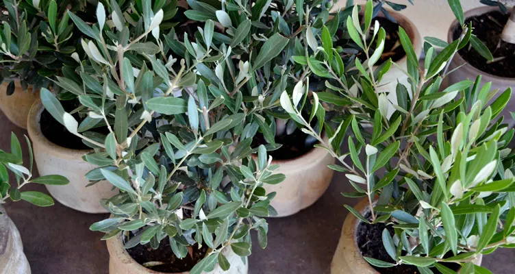 Olive trees — Mediterranean style for the garden