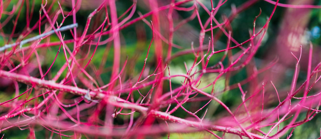 Pruning the Dogwood tree