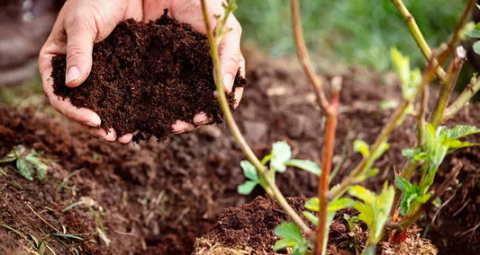 Potting soil: the footing for your indoor & outdoor plants