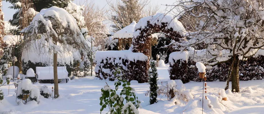 Top winter-hardy plants to brighten up your garden