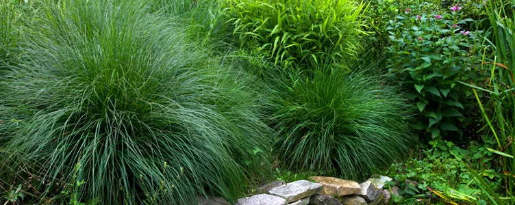 Ornamental grasses create an unusual feature