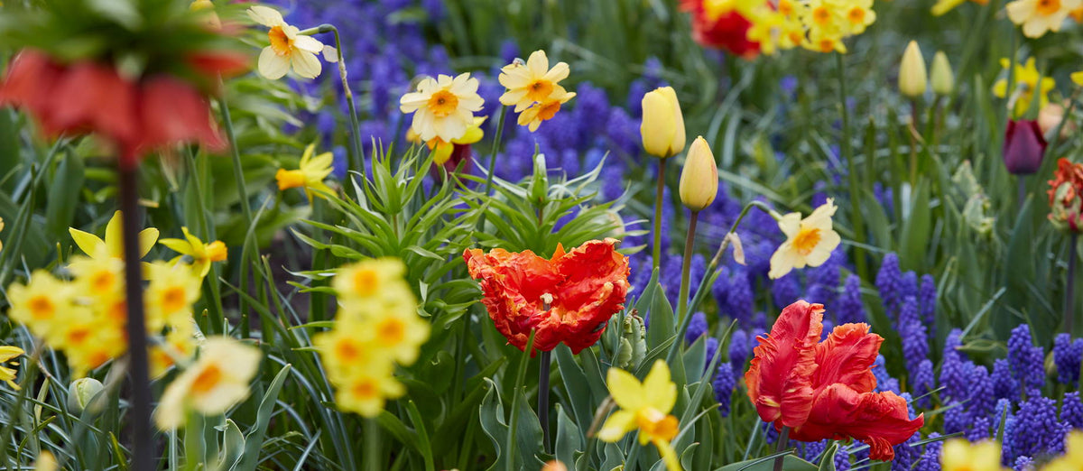 Top 10 flower bulbs