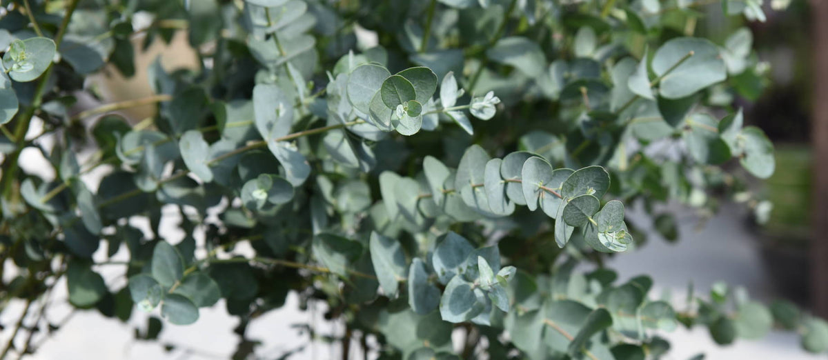 Pruning the Eucalyptus (Eucalyptus gunni)