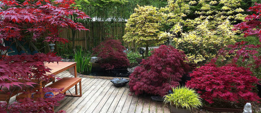 Is your garden ready for an Indian summer?