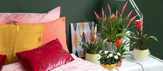 Which indoor plants fits your interior style?
