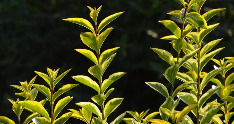 Pruning the privet (Ligustrum)