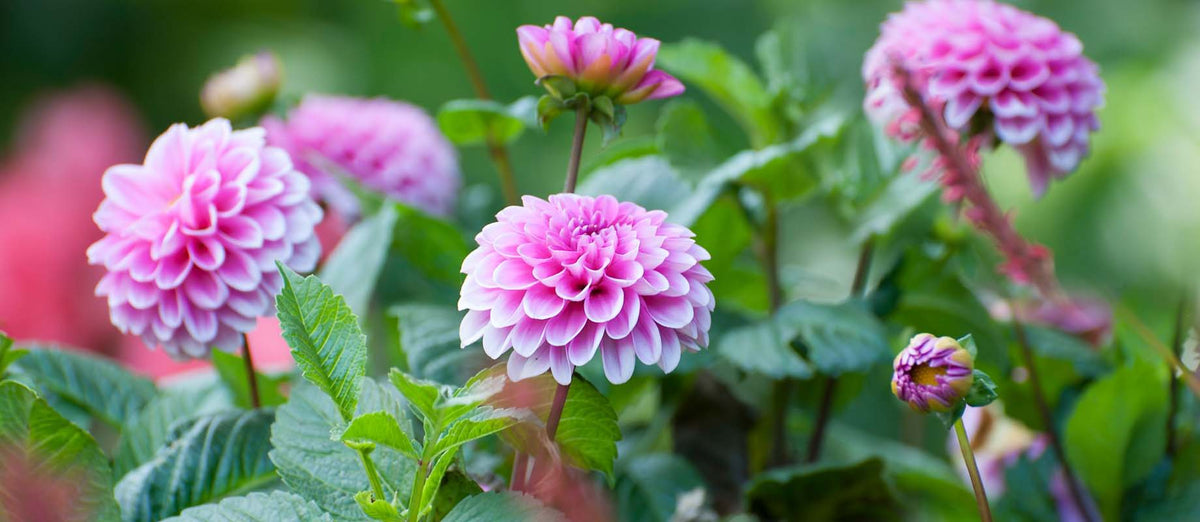 Planting and care of dahlias