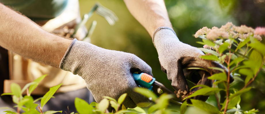 Pruning  green & flowering shrubs