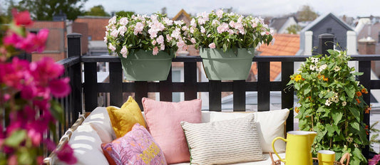 Beautiful plants for your balcony