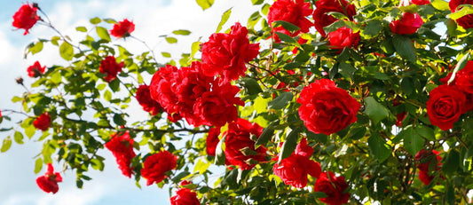 Pruning roses: How and when?