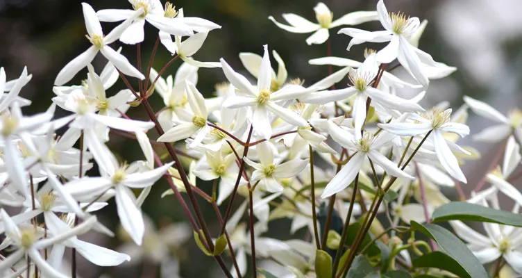 Pruning Evergreen Clematis