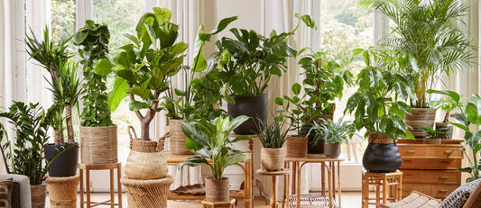 Check out the eight indoor plant trends of 2022
