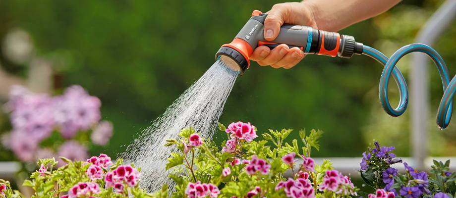 Watering During the Summer