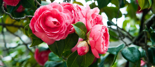 The Camellia Japonica : planting and caring tips