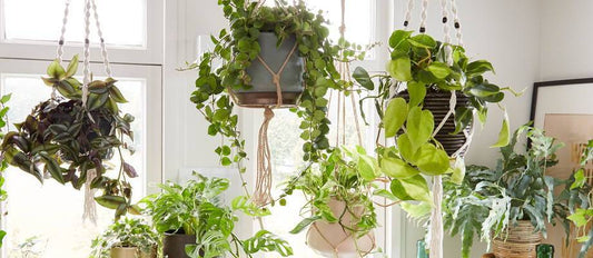 Hanging plants: The green trend