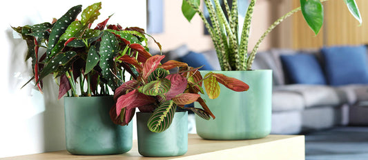 The five most striking indoor plants