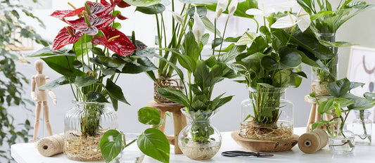 Bring the celebration indoors with the latest trend: hydroponics