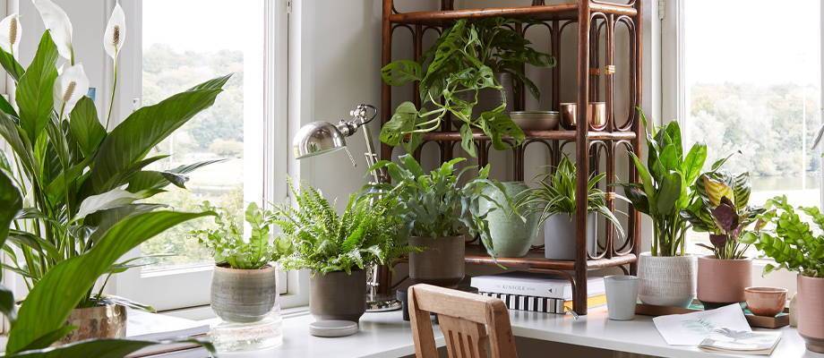 Indoor plant: Air-purifying plants
