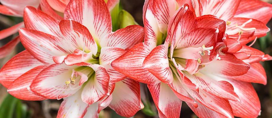 How to care for an amaryllis