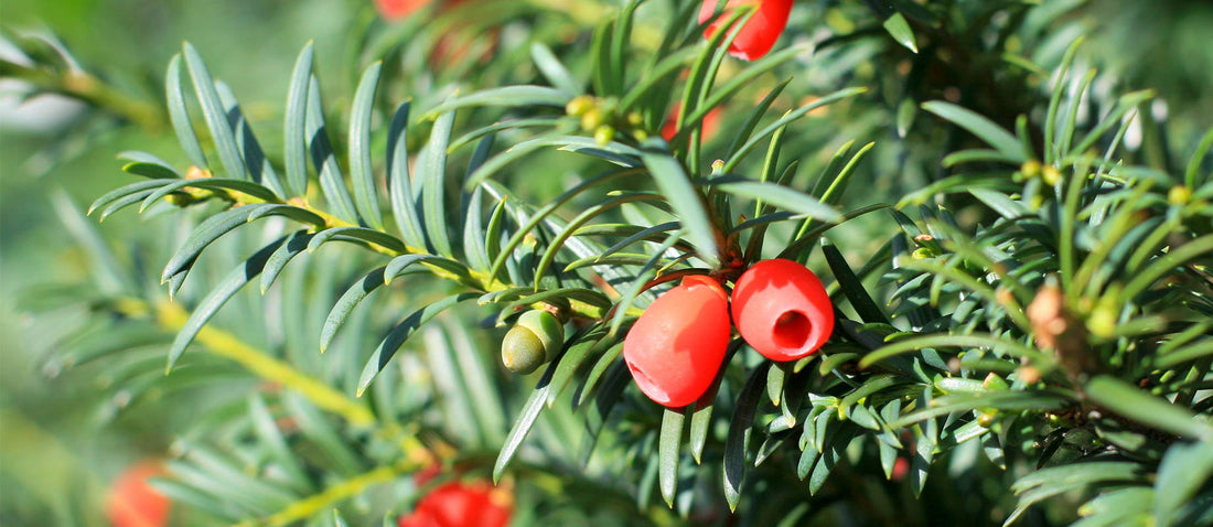 Pruning the English yew (Taxus baccata)