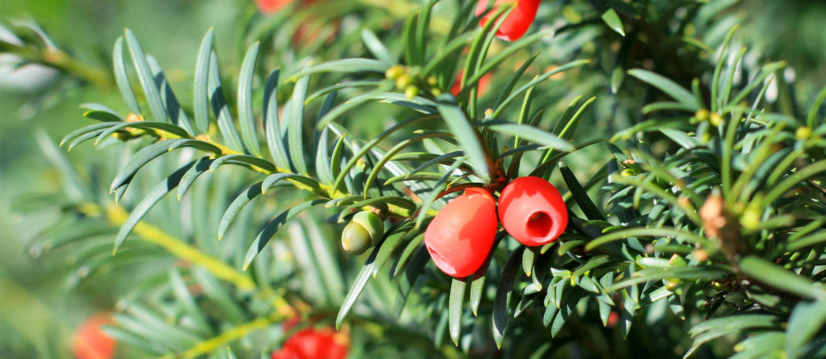 Pruning the English yew (Taxus baccata)
