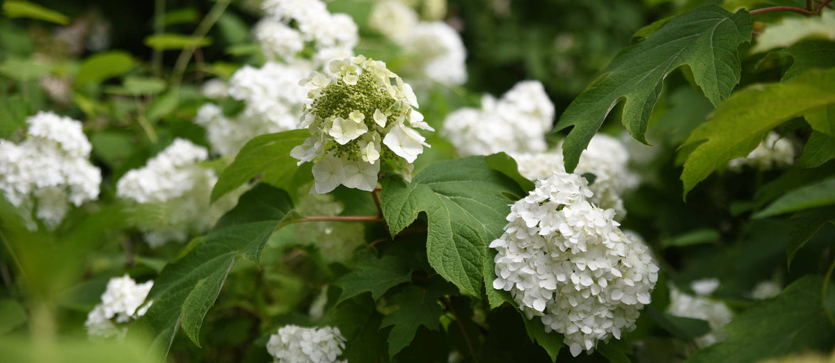 Pruning the Oakleaf Hydrangea