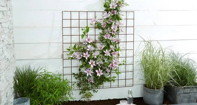 Planting and taking care of climbing plants