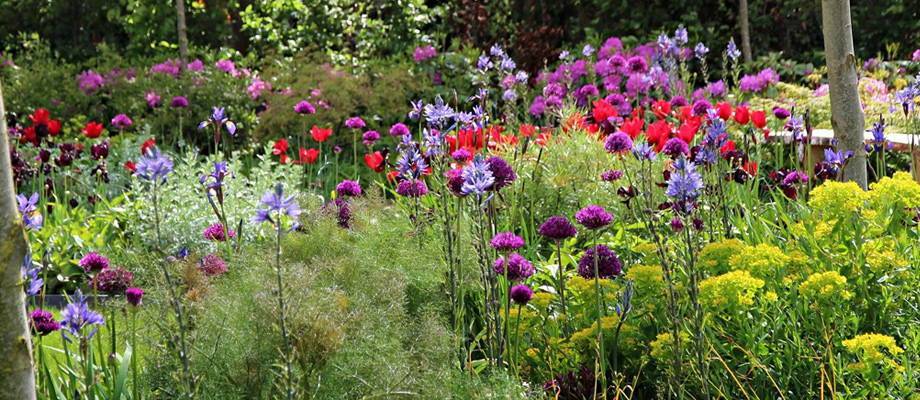 Top 5 most special flower bulb packs
