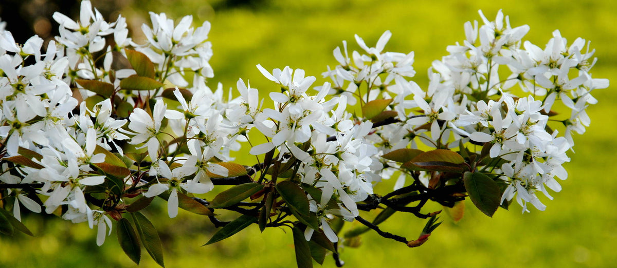 Pruning Amelanchier