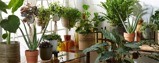 Top 5 perfect plant – pot combinations.