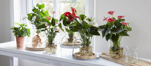 How should you care for indoor plants in water?