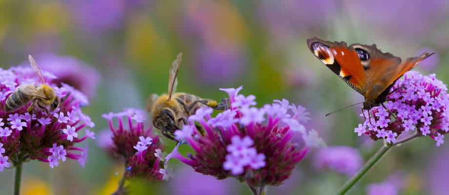 Attract beautiful butterflies to your garden!