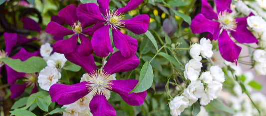 Combine Roses with Clematis
