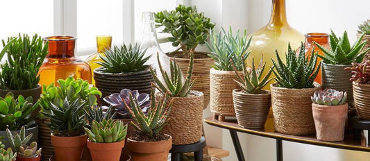 The easiest greenery to look after for your home: succulents