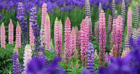 Lupin: stunning flower clusters