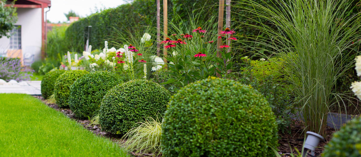Planting hedges and conifers