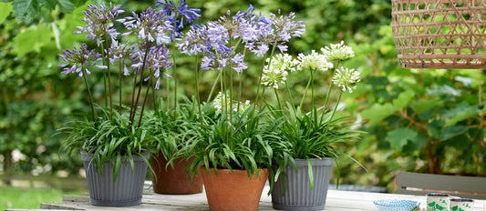 Agapanthus, the African lily