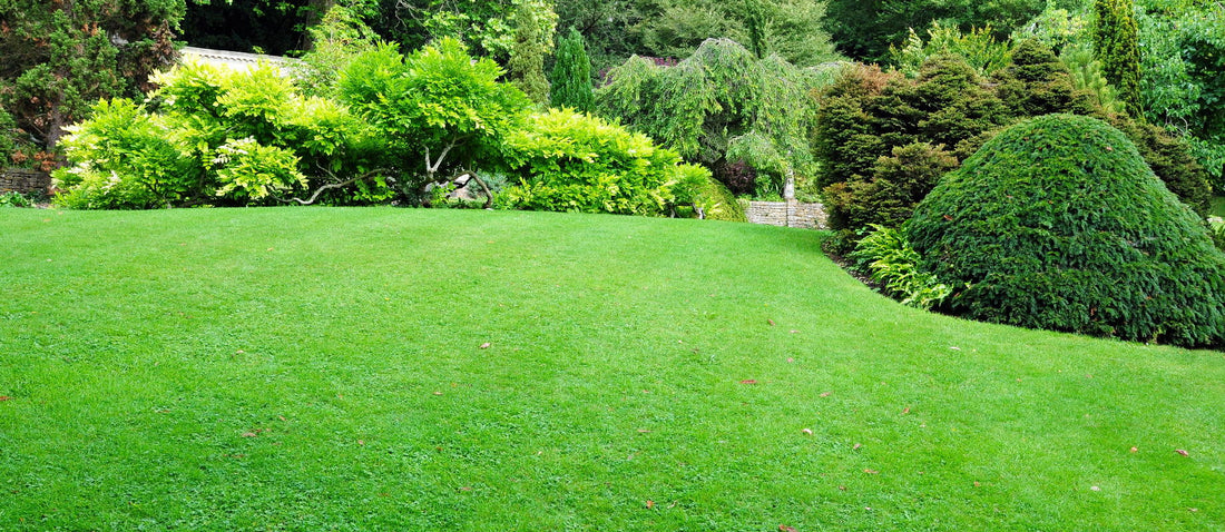 Plenty of greenery outside with turf grass and a lawn